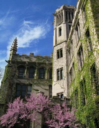 A neo-gothic building on the quad with ivy and spring flowers