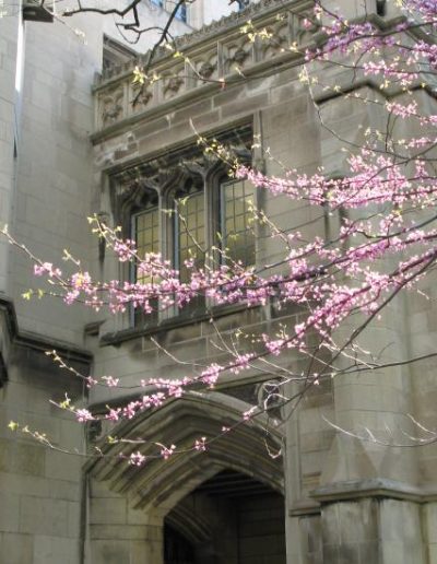 A blossoming spring tree outside a neo-gothic building on the quad